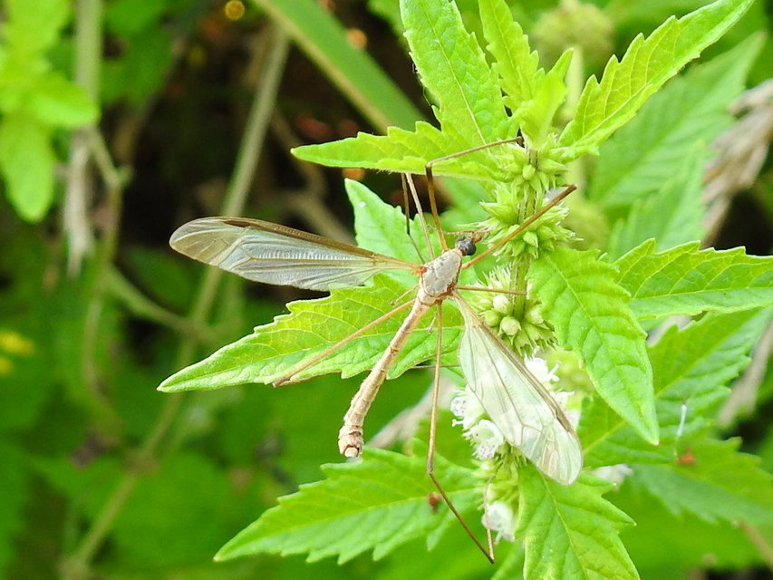 Tipula