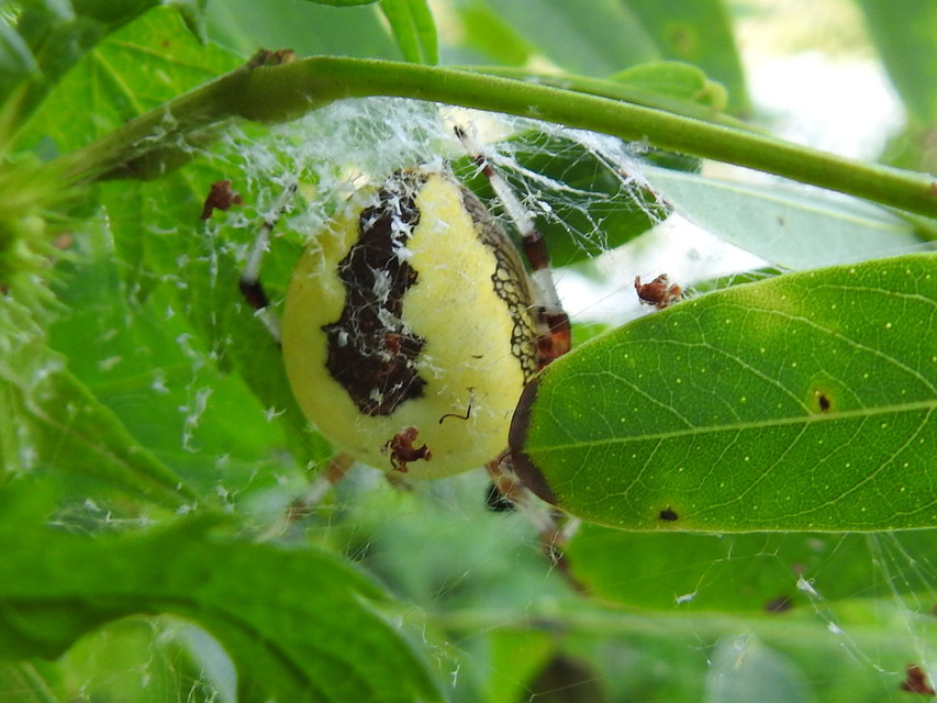 Araneus marmoreus - márványos keresztespók