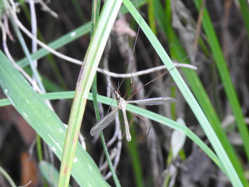 Tipula