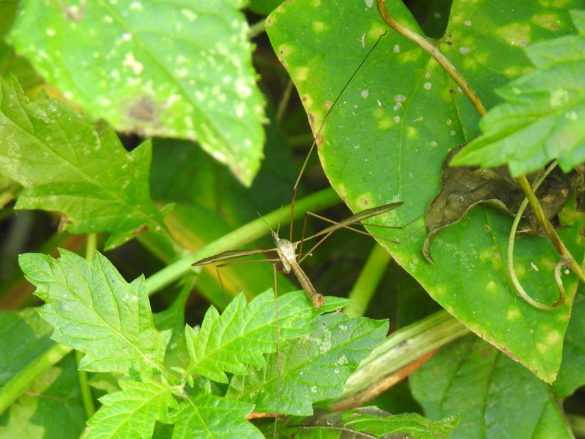 Tipula