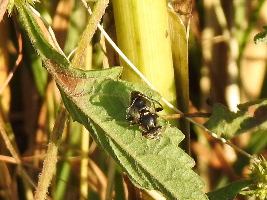 Eristalinus sepulchralis - fekete foltosszeműlégy
