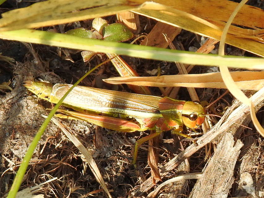 Stethophyma grossum - tundrasáska