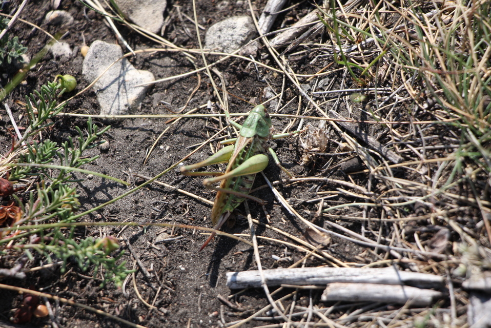 Decticus verrucivorus - szemölcsevő szöcske