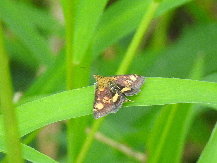 Pyrausta aurata - aranyló bíbormoly
