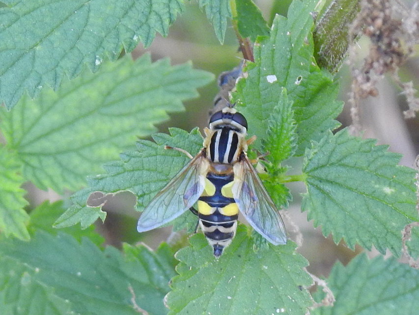 Helophilus trivittatus - nagy mocsárilégy