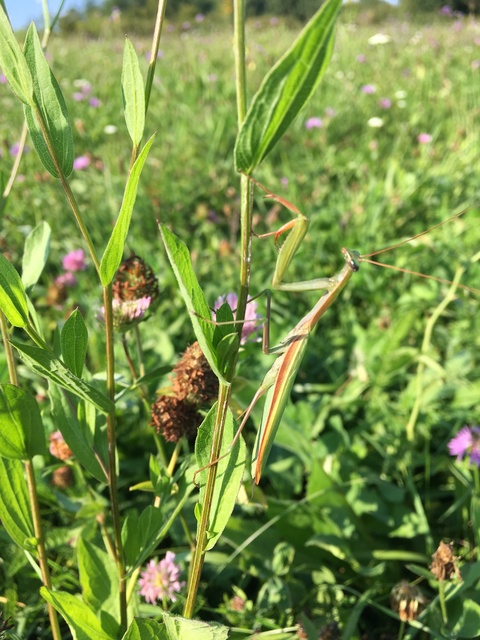 Mantis religiosa - imádkozósáska