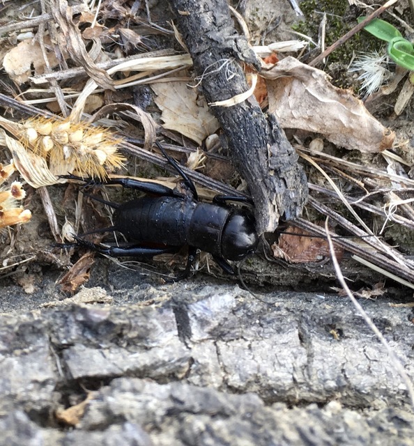 Gryllus campestris - mezei tücsök