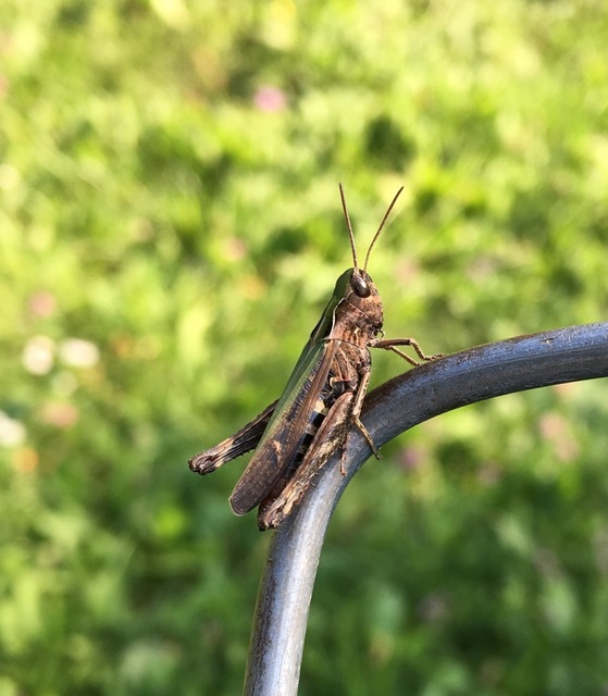 Omocestus rufipes - vöröshasú tarlósáska