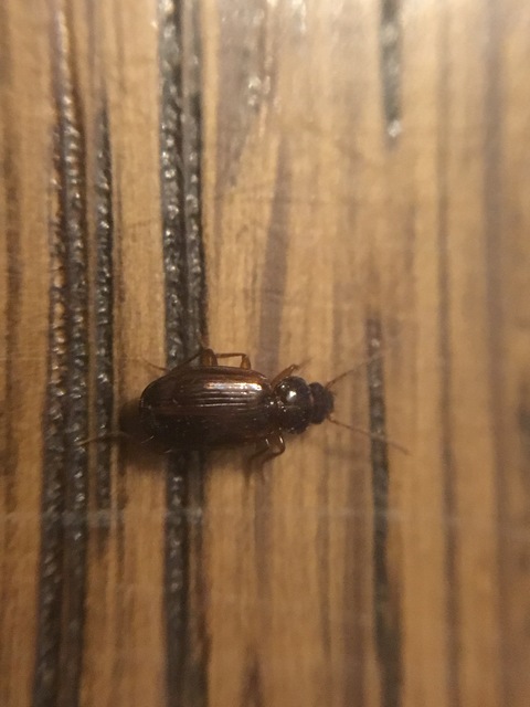 Trechus quadristriatus - közönséges fürgefutonc