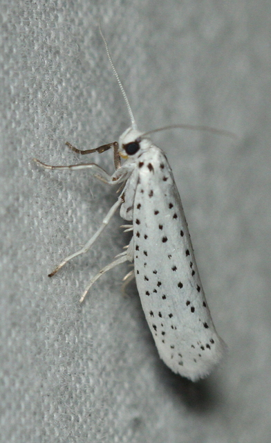 Yponomeuta evonymella - pókhálós májusfamoly