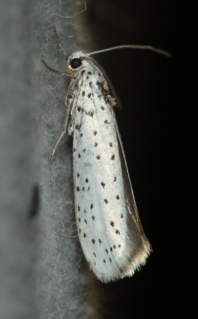 Yponomeuta evonymella - pókhálós májusfamoly