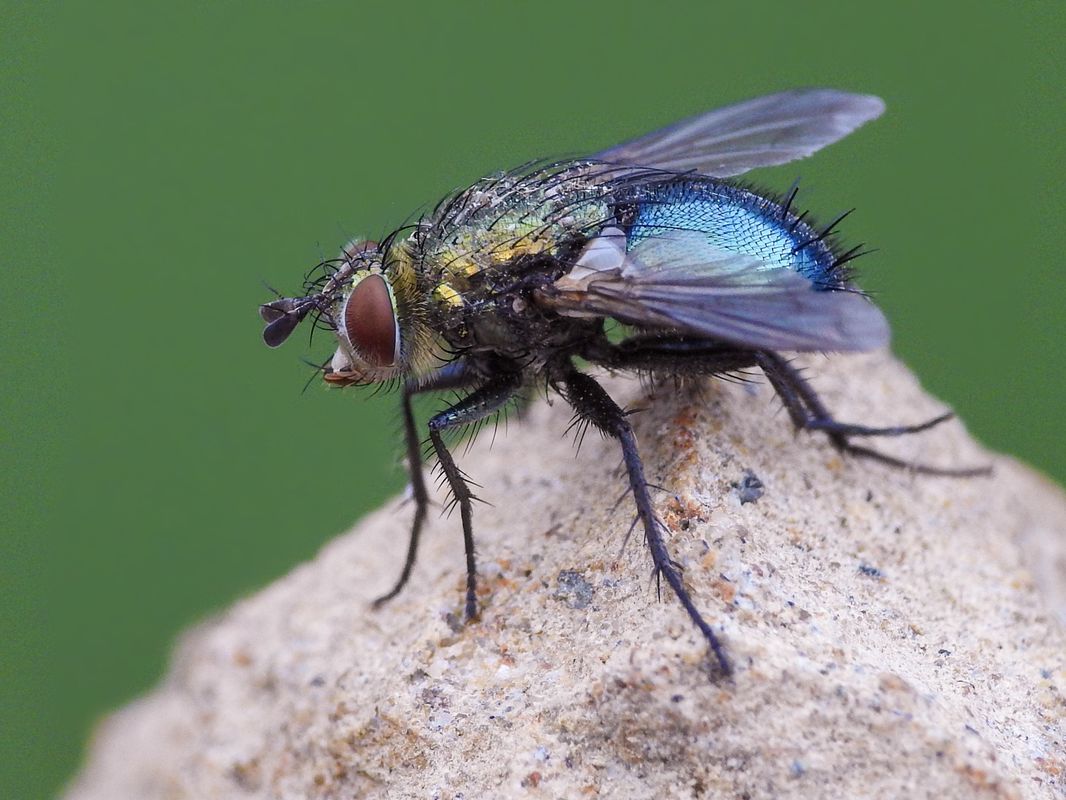 Chrysosomopsis aurata