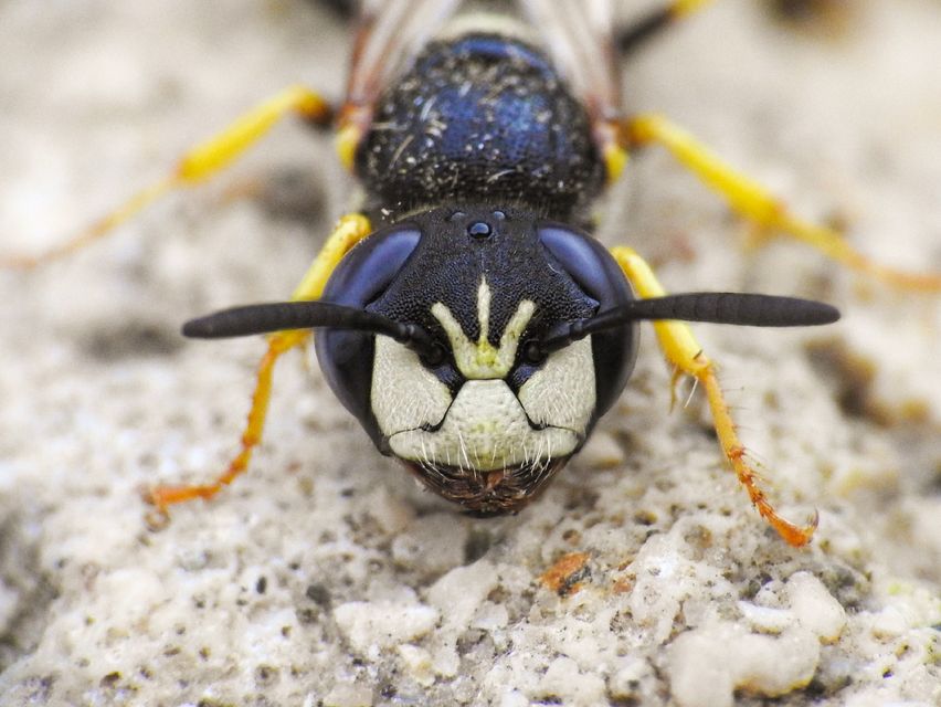 Philanthus triangulum - közönséges méhfarkas