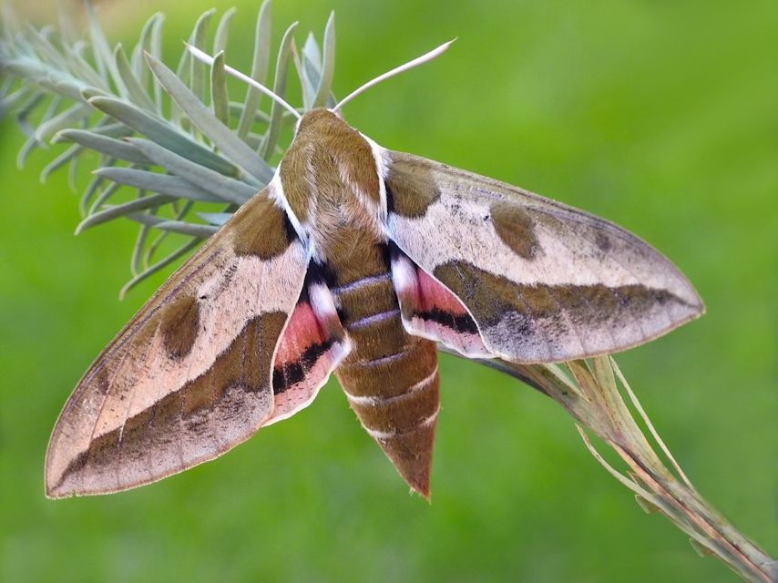 Hyles euphorbiae - kutyatejszender