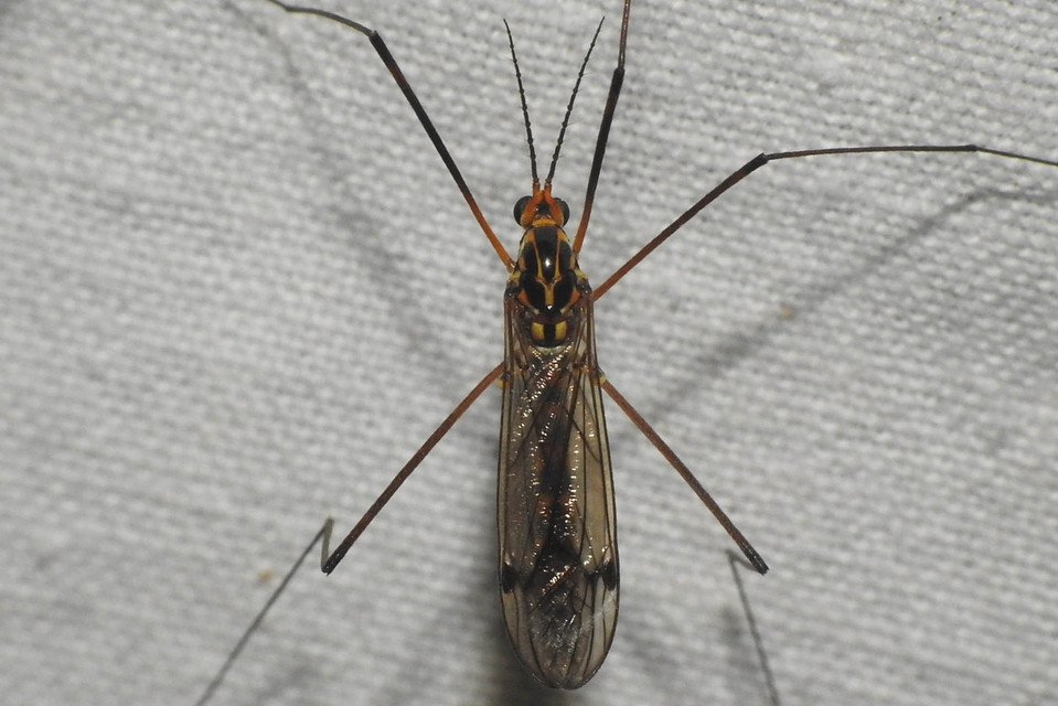 Nephrotoma scalaris