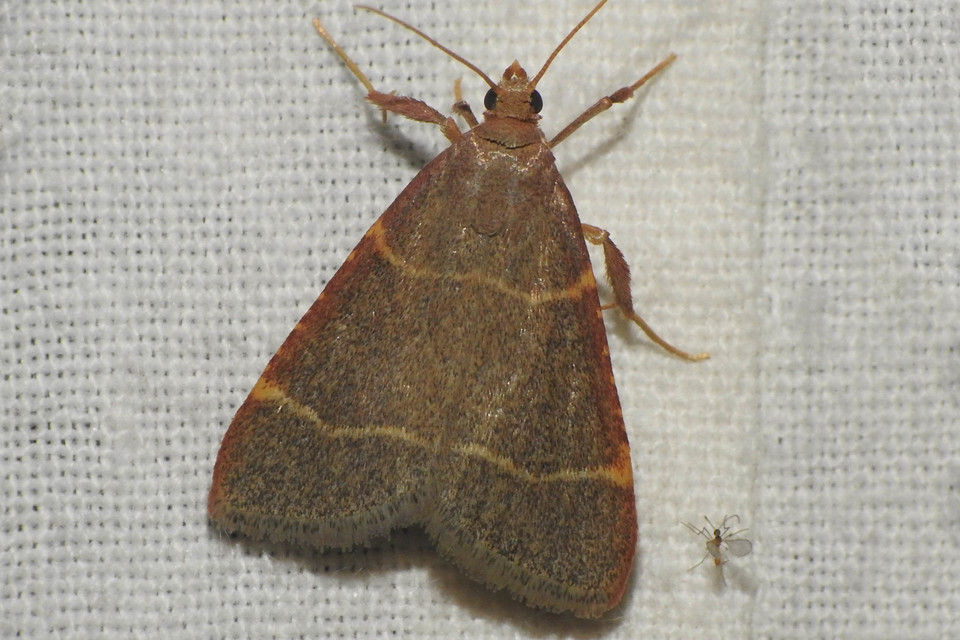 Hypsopygia glaucinalis - rezes fényilonca