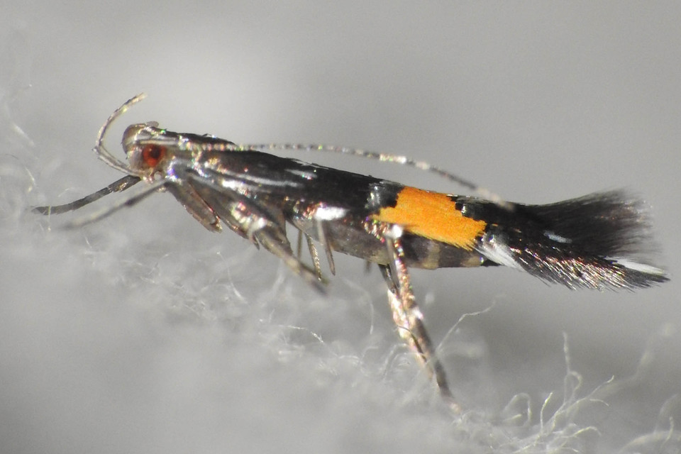 Cosmopterix pulchrimella