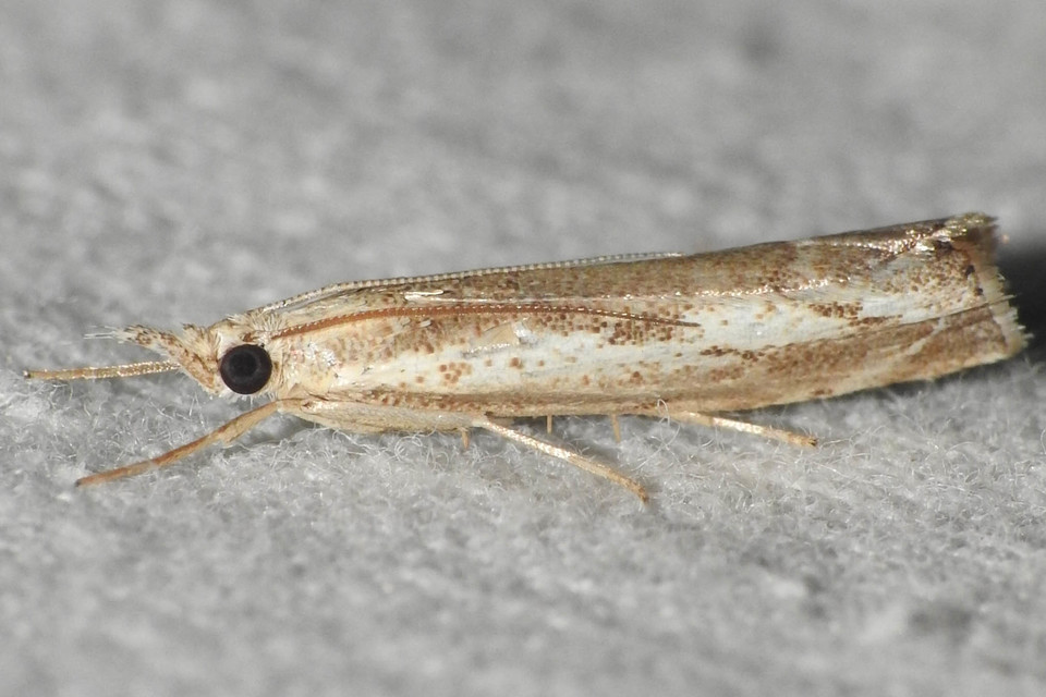 Agriphila tolli - síksági fűgyökérmoly