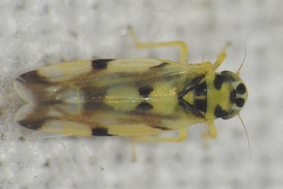 Eupteryx