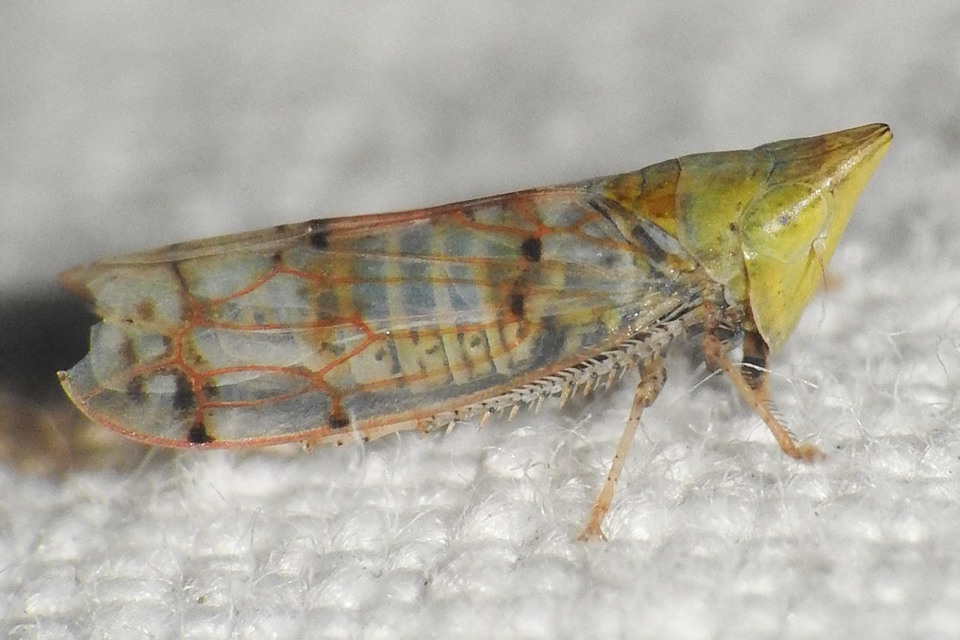 Japananus hyalinus