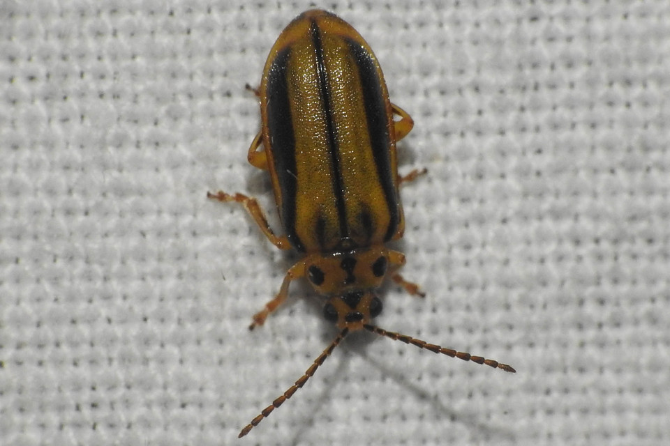 Xanthogalerucella luteola - szilfa-olajosbogár