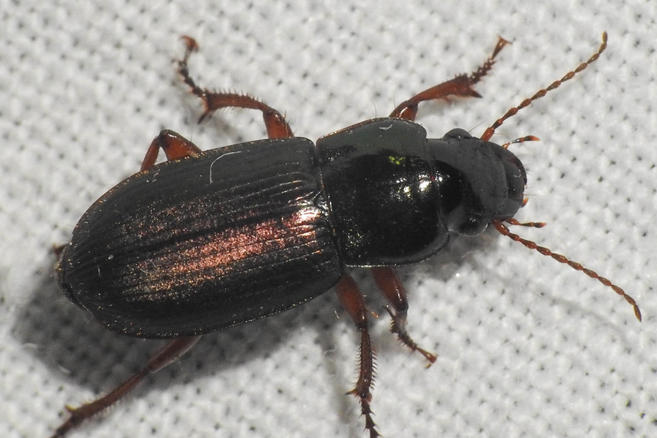 Harpalus affinis - szőrösszárnyú lomhafutó