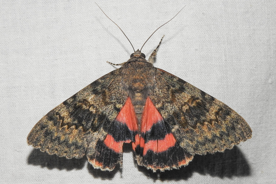 Catocala elocata - közönséges övesbagoly