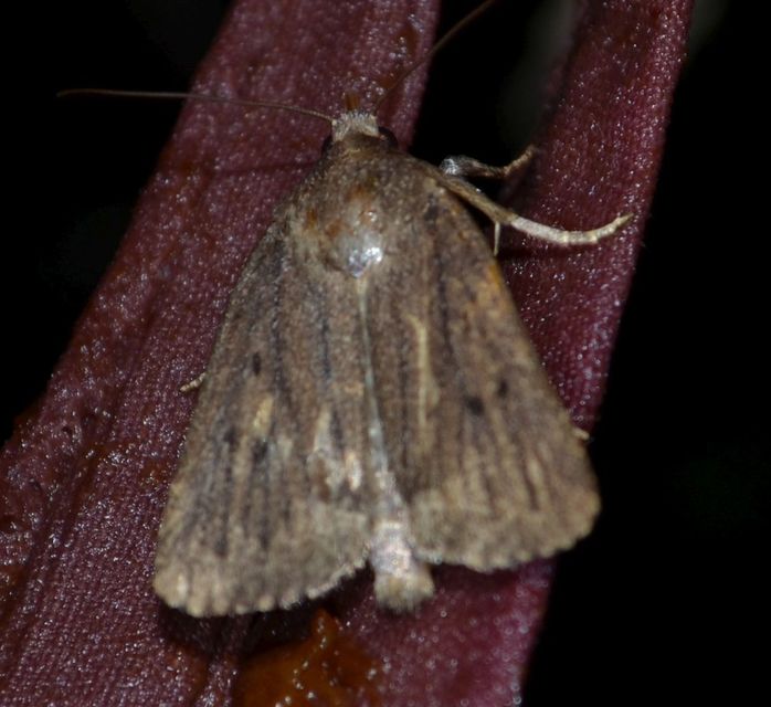 Amphipyra tragopoginis - bakszakállbagoly