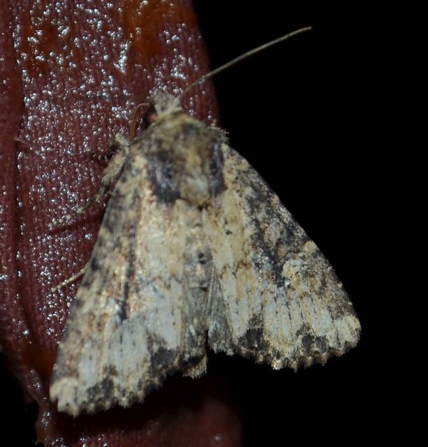 Mesapamea secalella/secalis