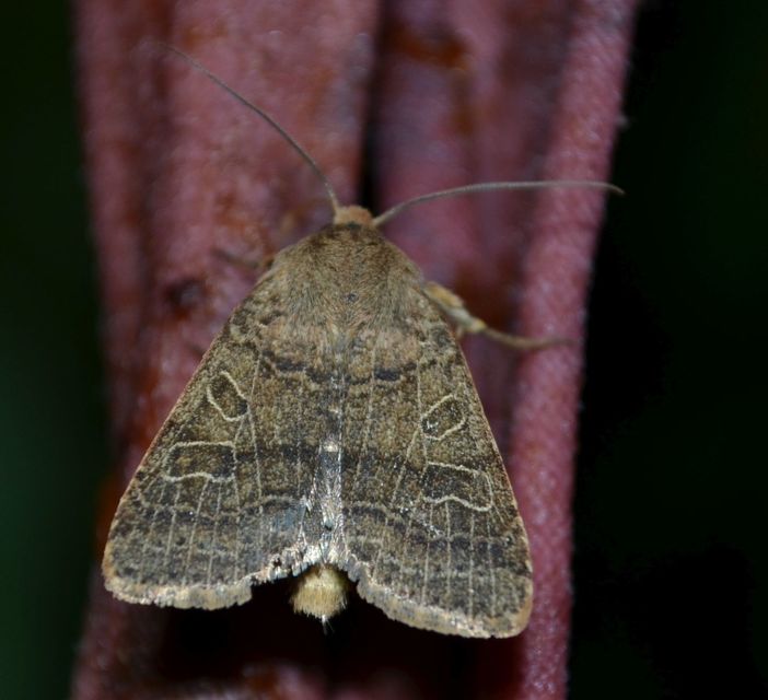 Anchoscelis nitida - rozsdabarna őszibagoly