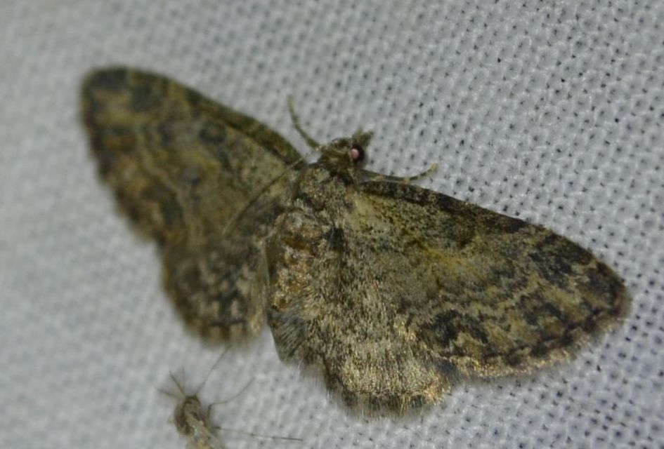 Eupithecia inturbata - juhar-törpearaszoló