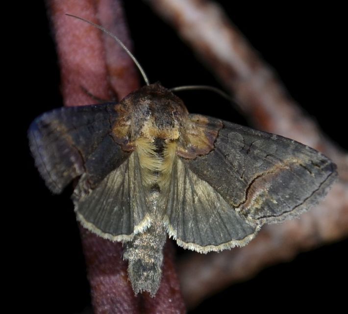 Abrostola triplasia - közönséges csalánbagoly