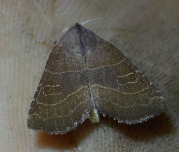 Atethmia ambusta - körtebagoly