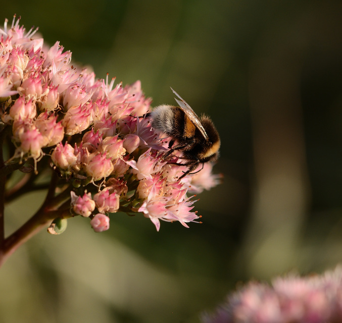 Bombus terrestris/lucorum