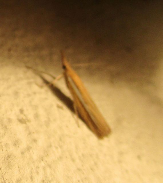 Agriphila