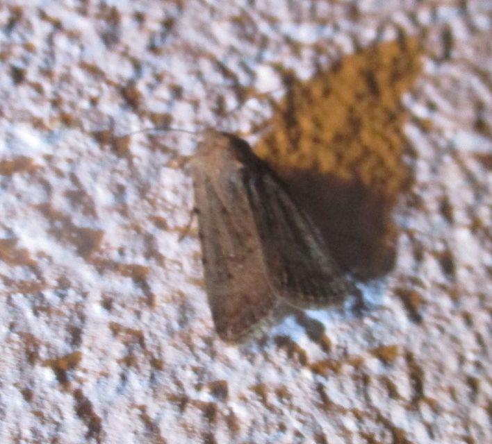 Paradrina clavipalpis - közönséges selymesbagoly