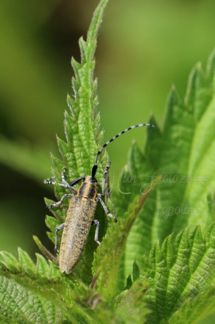 Agapanthia villosoviridescens - fehérgyűrűs bogáncscincér