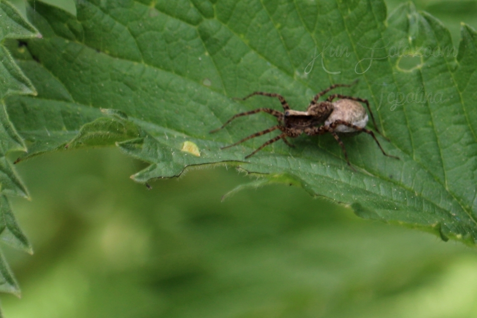 Pardosa alacris/lugubris