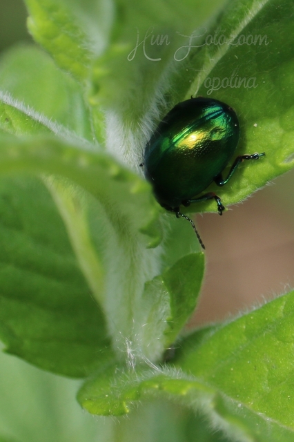Chrysolina herbacea - zöld mentalevelész