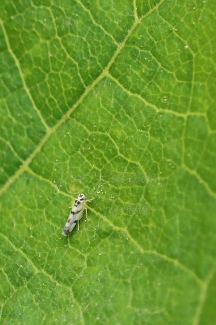Eupteryx