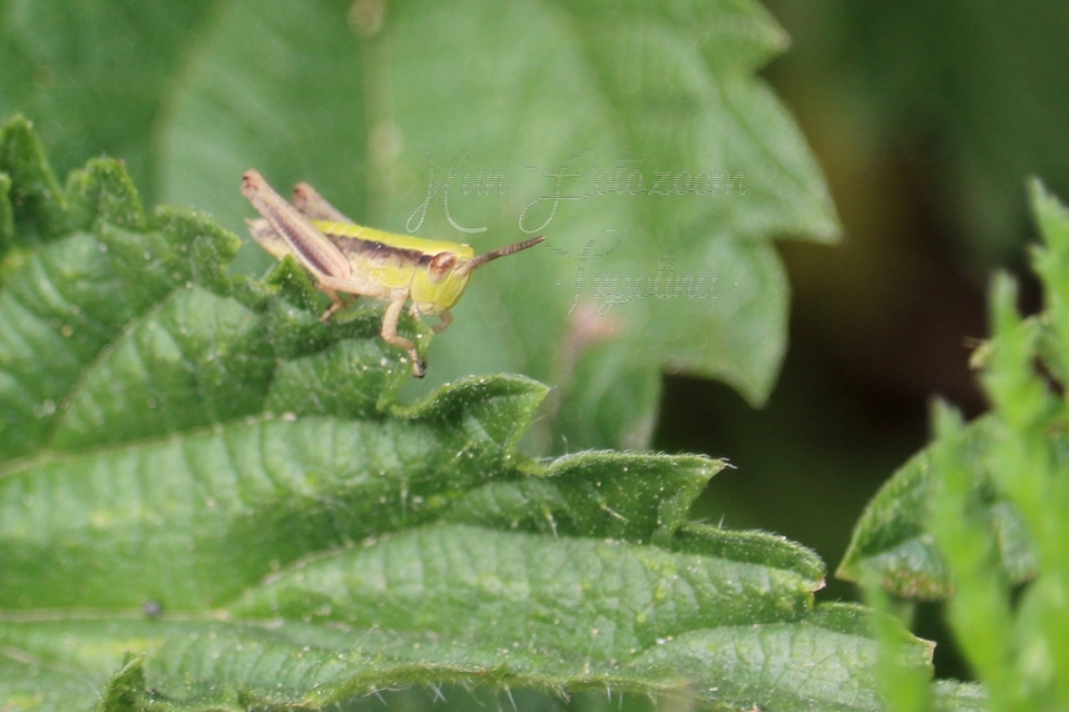 Chorthippus (Chorthippus) (subgenus)