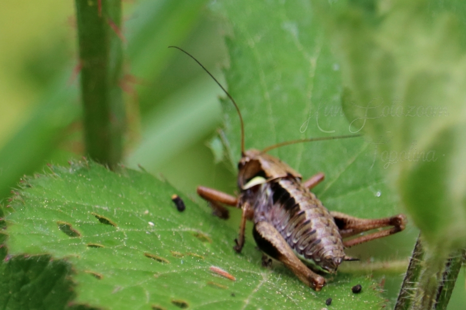 Pholidoptera aptera - nagy avarszöcske