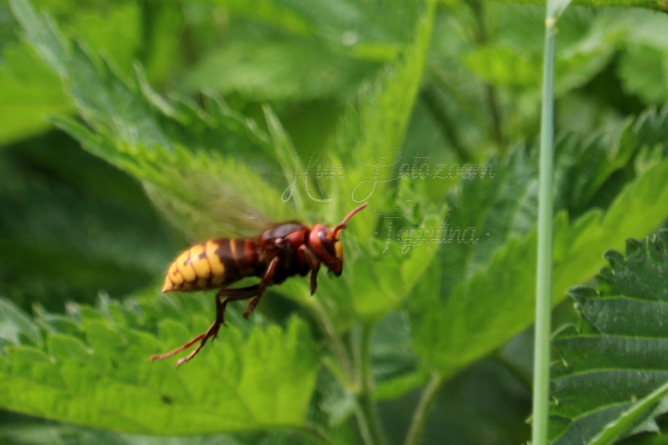 Vespa crabro - lódarázs