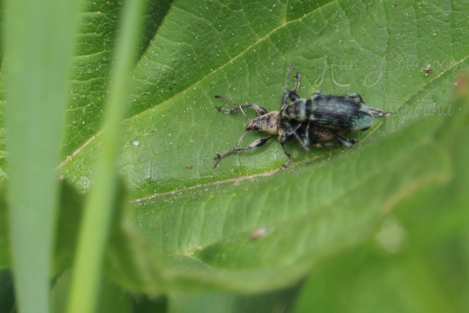 Phyllobius pomaceus - csalán-levélormányos