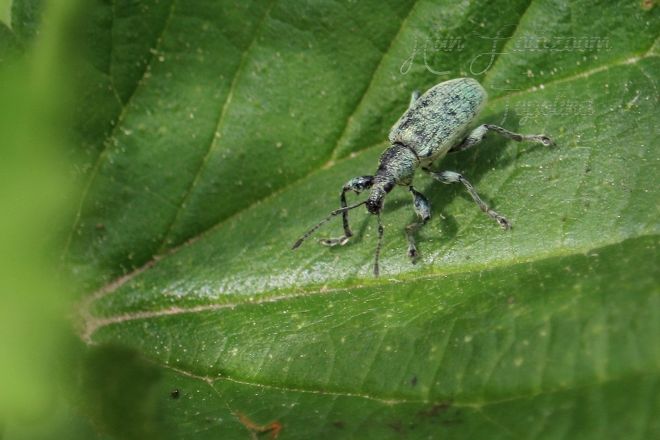 Phyllobius pomaceus - csalán-levélormányos