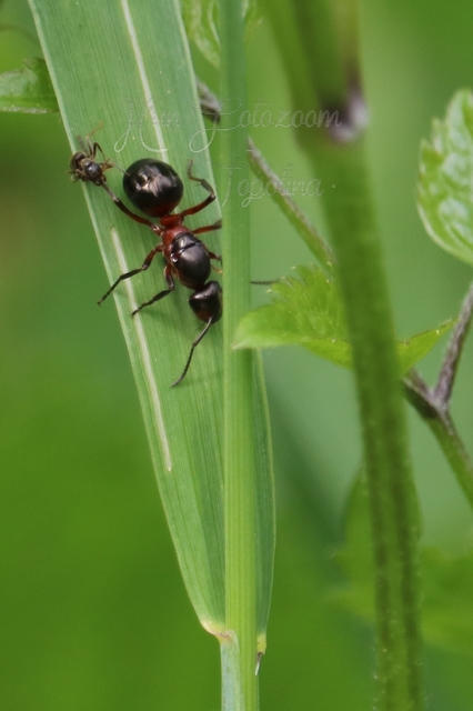 Formica polyctena - kis vöröshangya