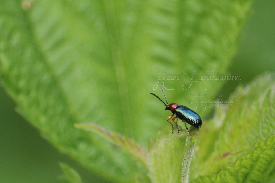 Oulema melanopus/duftschmidi