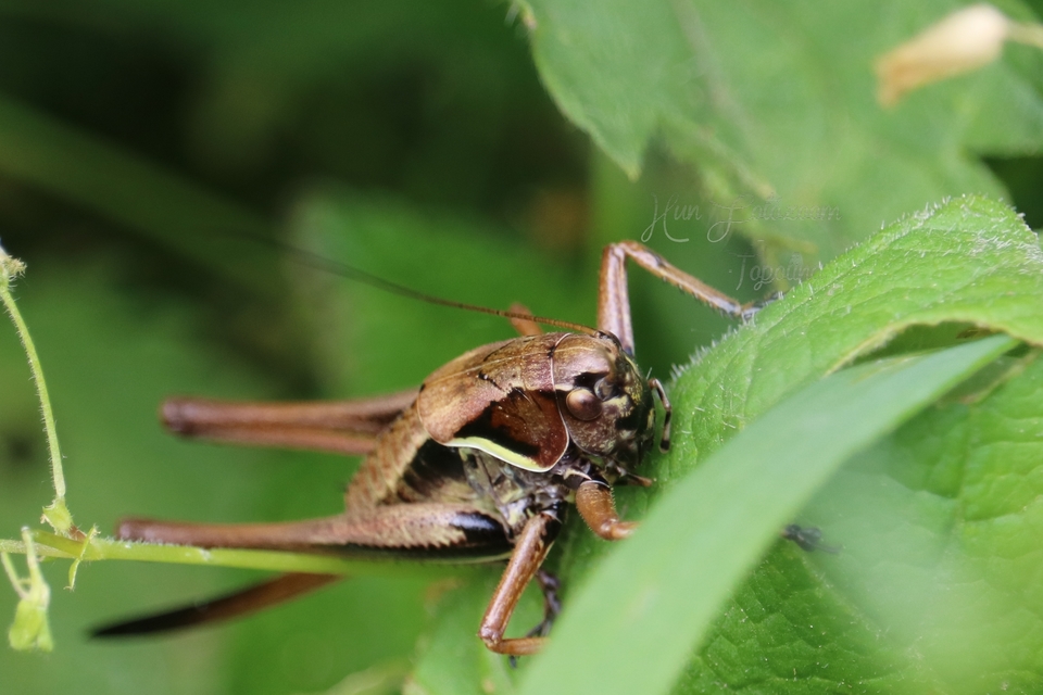 Pholidoptera aptera - nagy avarszöcske