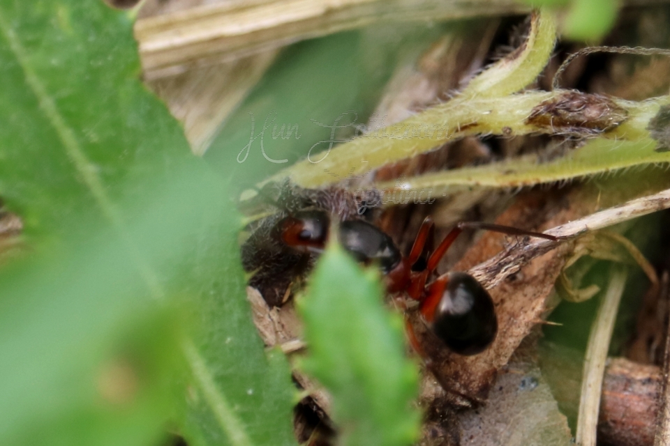 Formica polyctena - kis vöröshangya