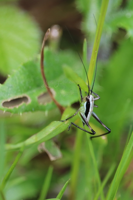 Pachytrachis gracilis - karcsú szöcske